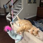 orange-tabby-cat-playing
