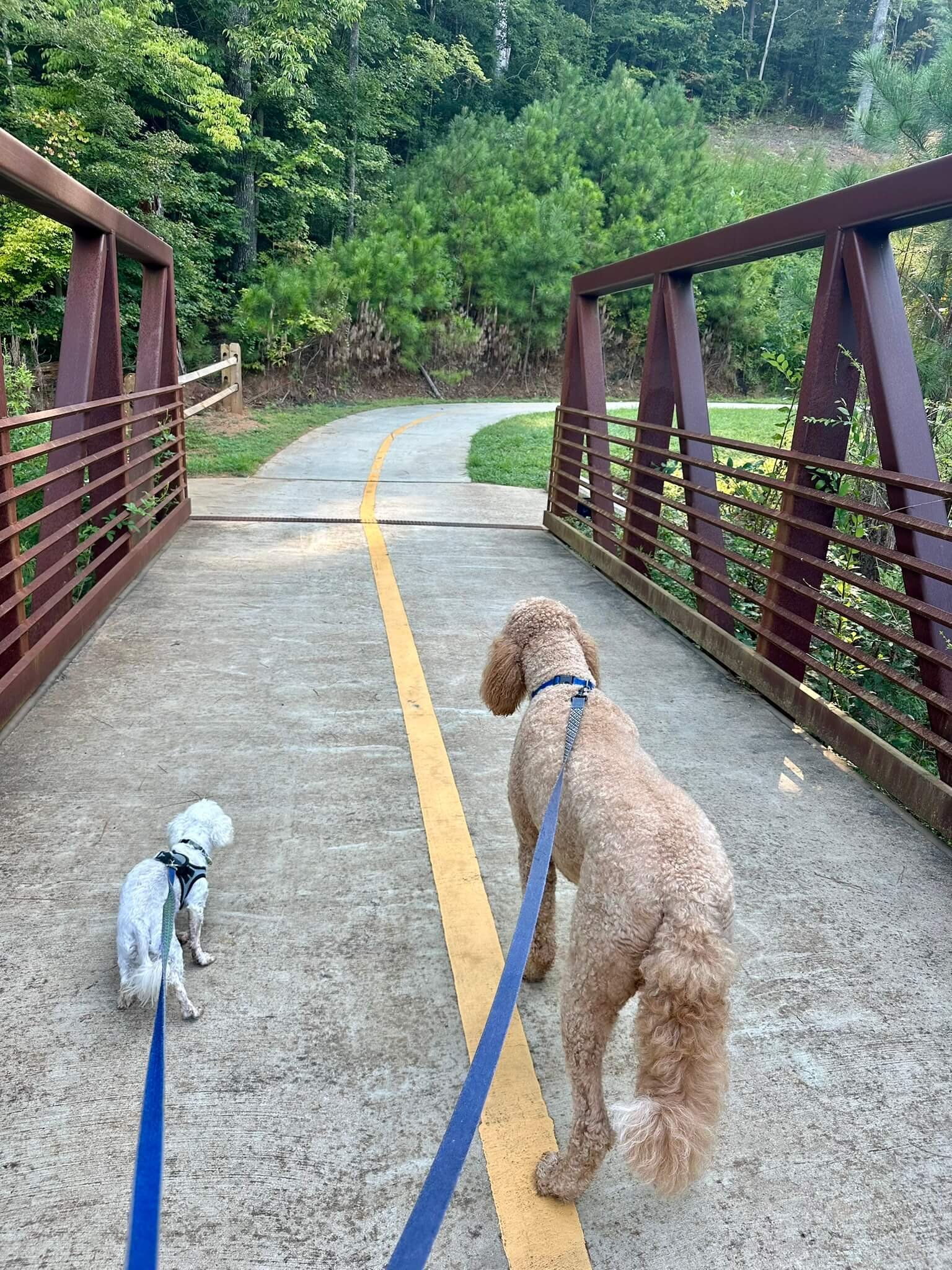 Two dogs at Sara Babb park trail