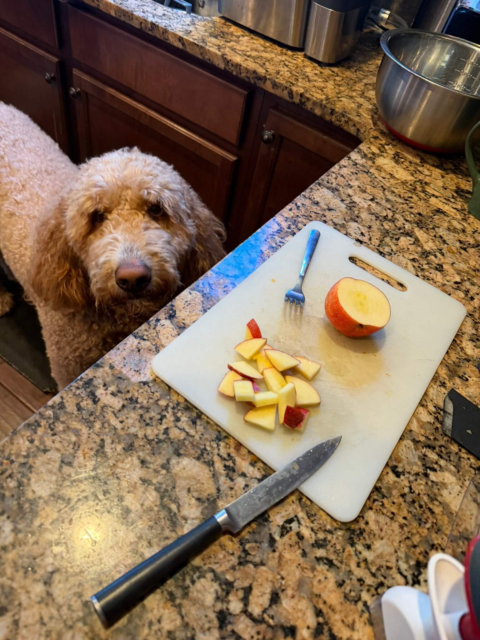 Cutting apples with a dog