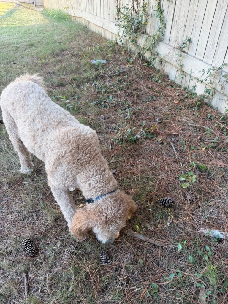 Dog on autumn scent trail