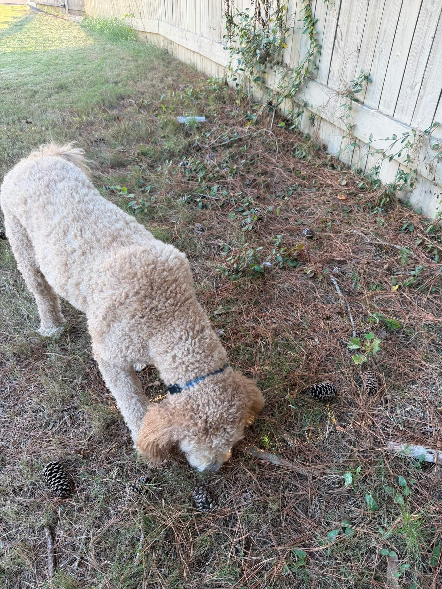Dog on autumn scent trail