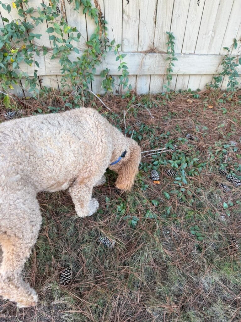 Goldendoodle sniffing in backyard