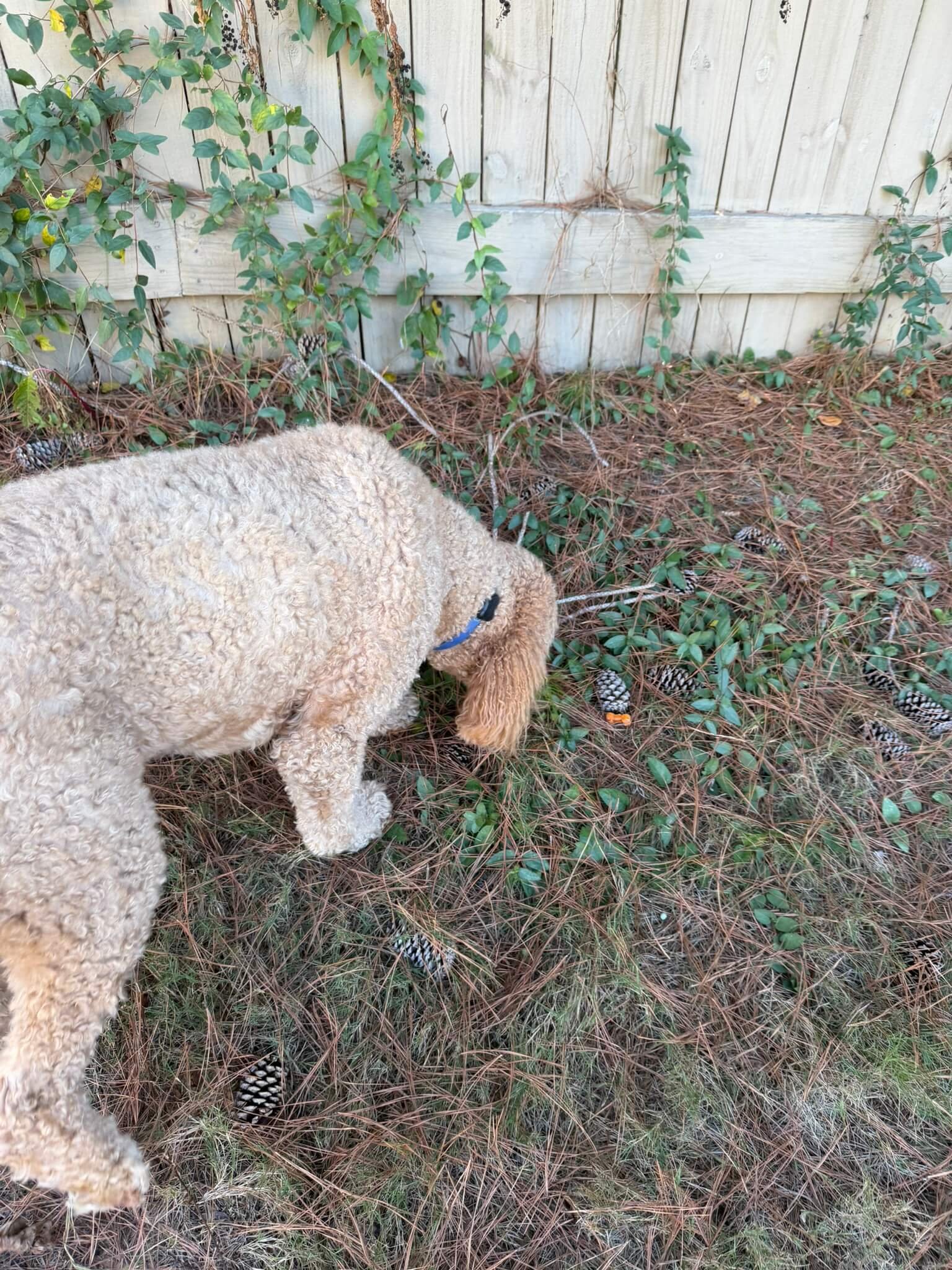 Goldendoodle sniffing in backyard