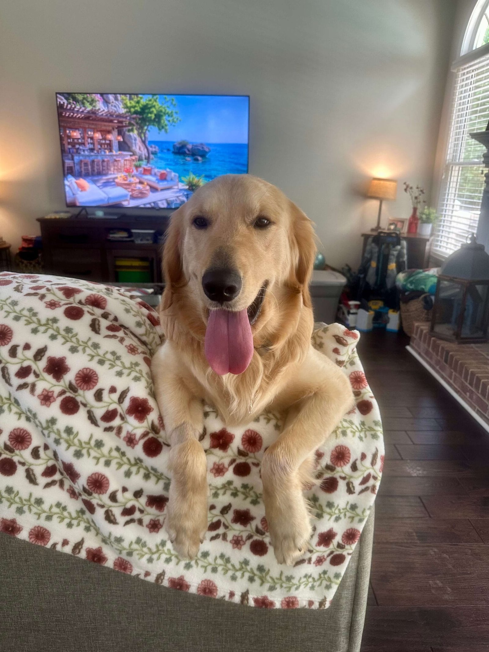 Cozy dog on blanket watching TV