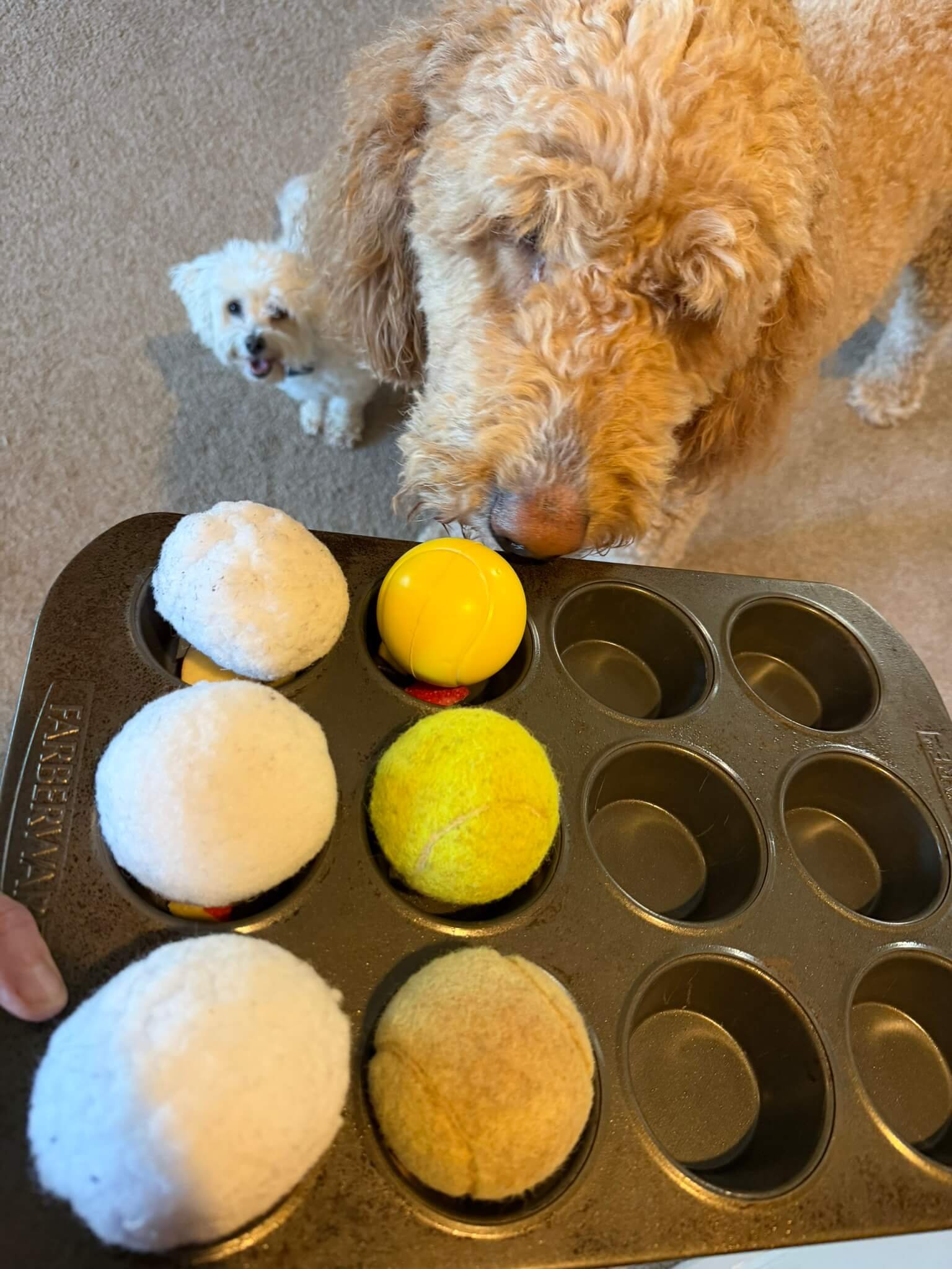 Dogs playing with an enrichment game