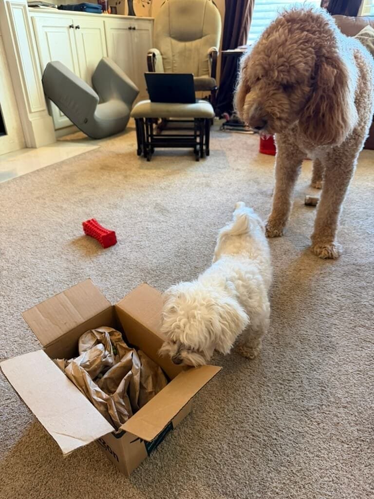 Two dogs playing sniff and seek