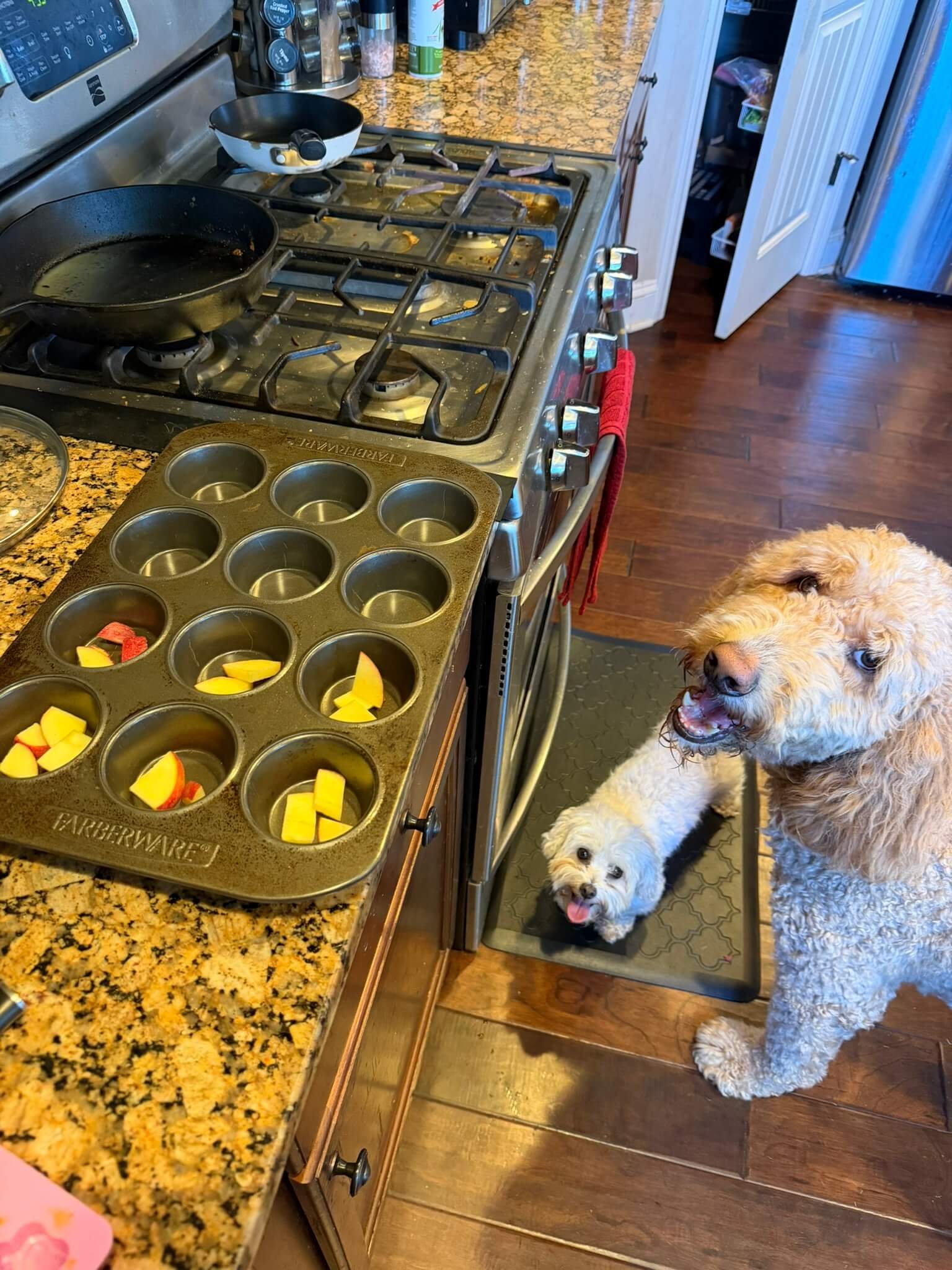 Making apple dog enrichment gae