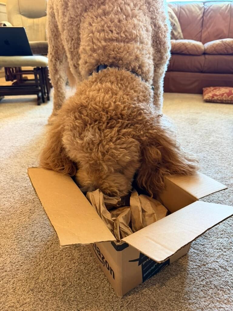 Dog putting nose in enrichment box