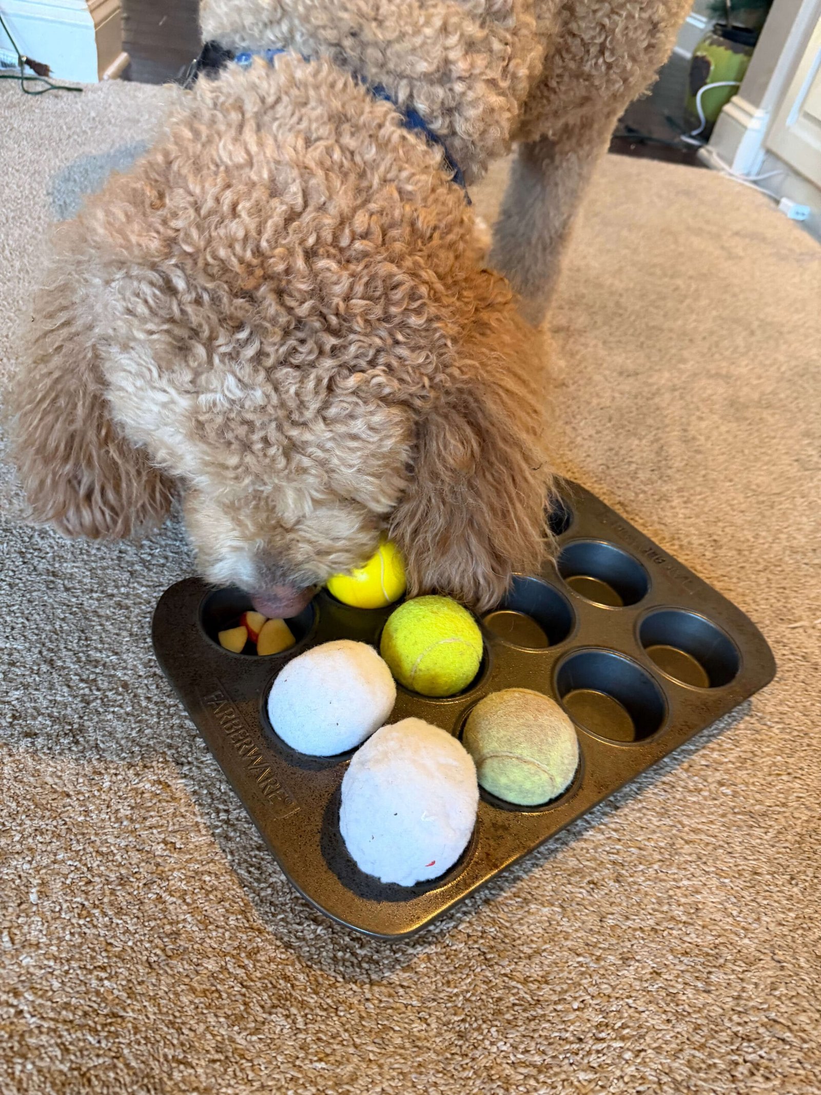 Goldendoodle with dog enrichment game