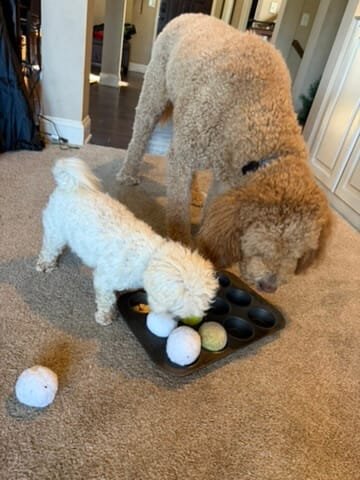 DIY dog enrichment game