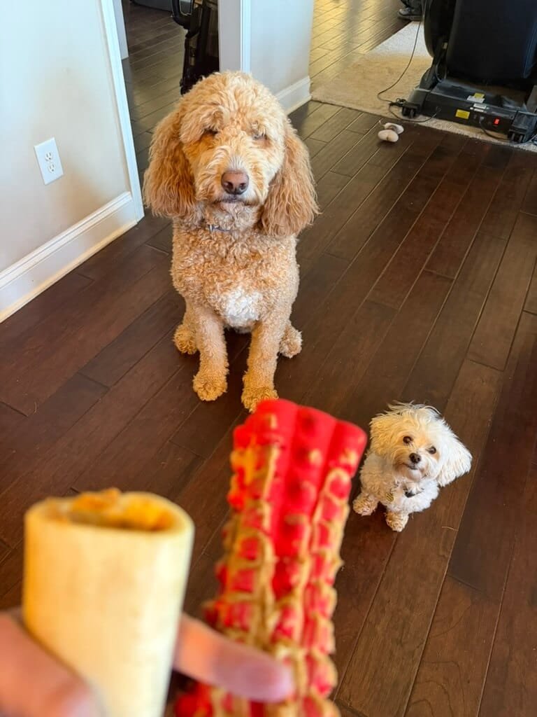 Two dogs getting peanut butter kong toys