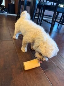 Dog licking peanut butter bone