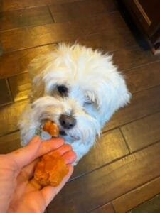 Small white dog eating pumpkin pops