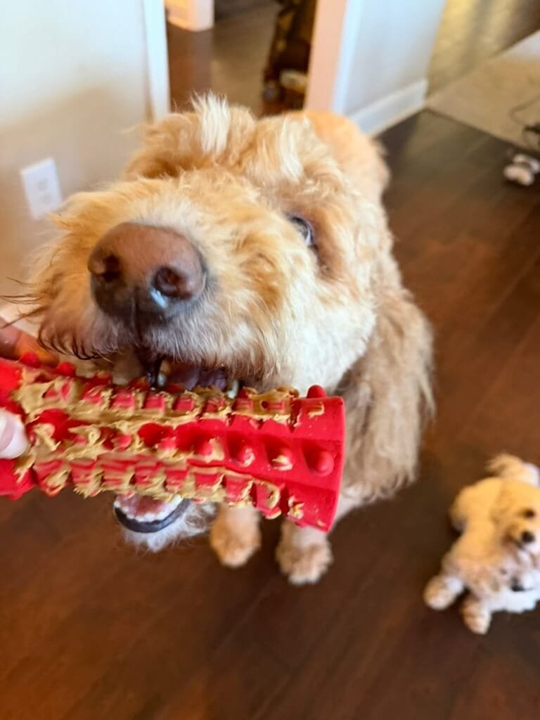 Dog biting red kong toy