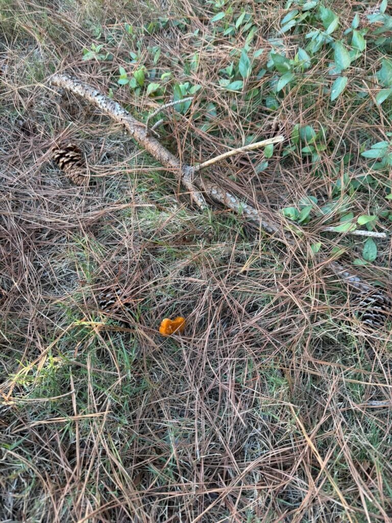 Dog treat on scent trail