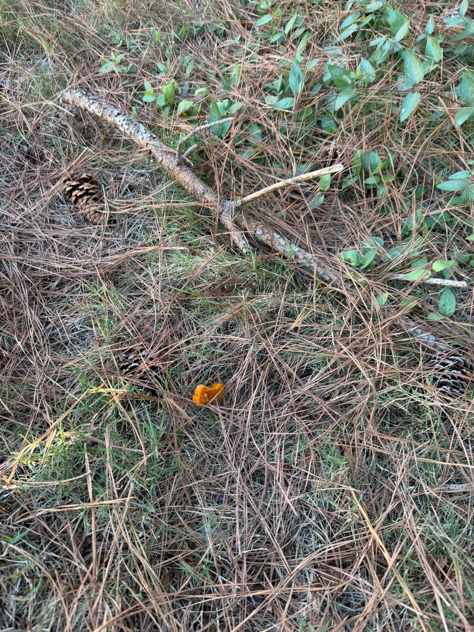 Dog treat on scent trail