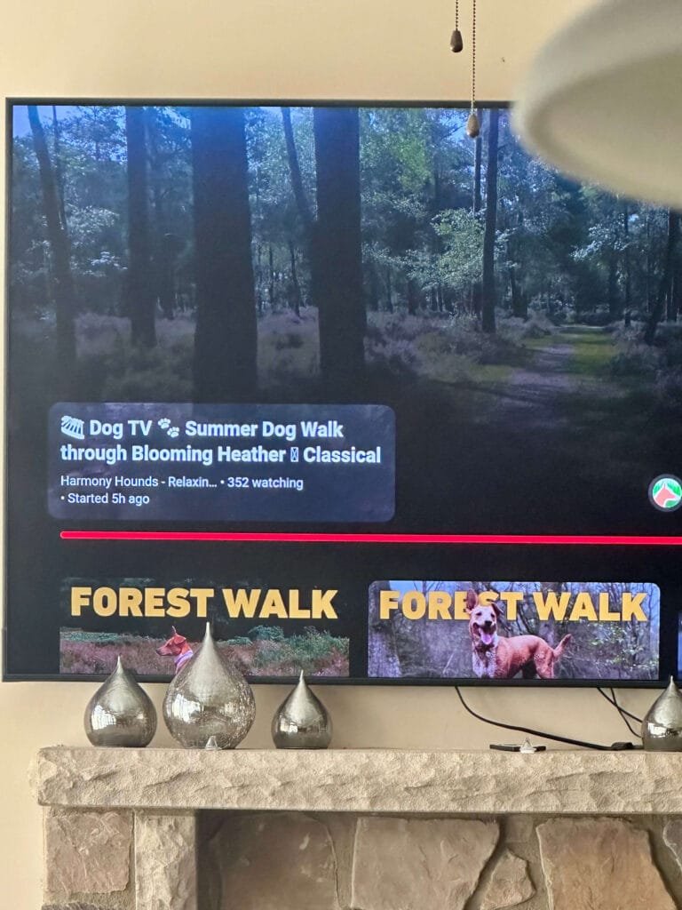 Dog TV on Netflix