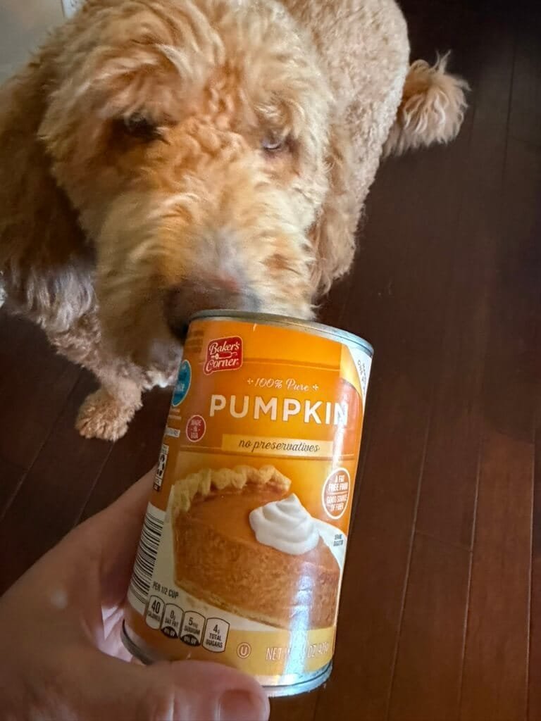 Dog looking at can of pumpkin