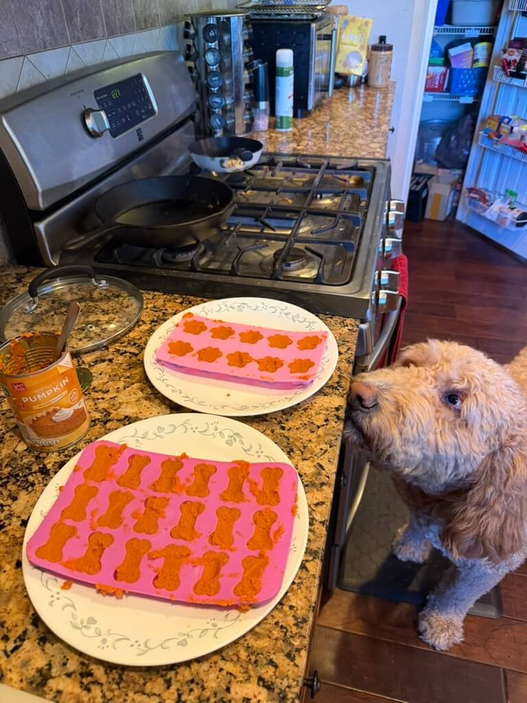 Fall pumpkin dog treats