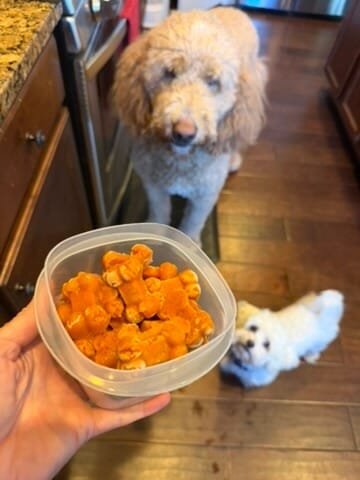 Two dogs looking at pumpkin treats