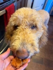 Goldendoodle eating pumpkin treats