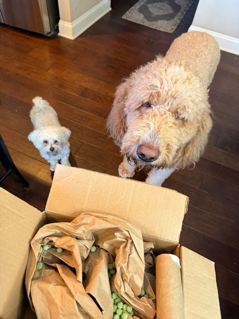 Sniff and seek box for dogs